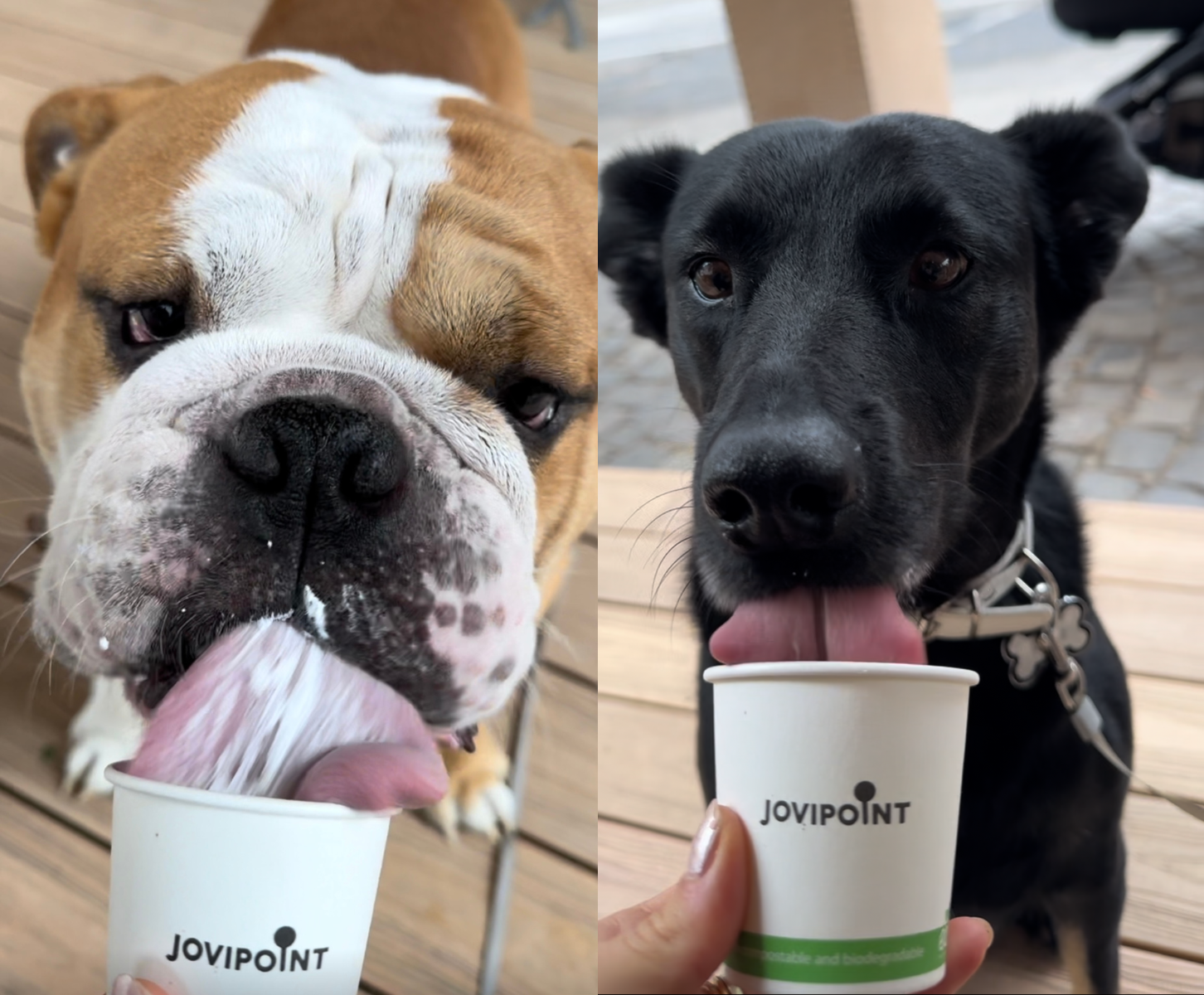 jovipoint doggocino pre psy
